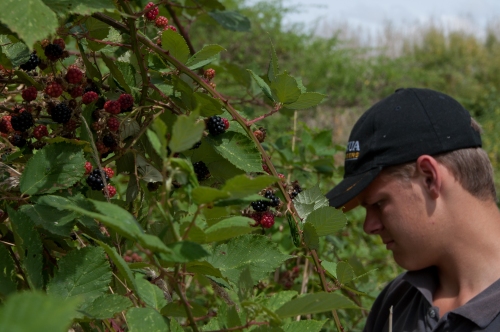 Picking blackberries